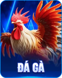 đá gà c1